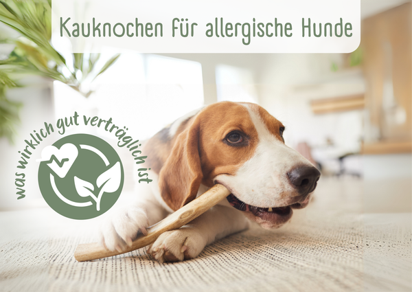 Kauknochen für allergische Hunde – was wirklich wichtig ist