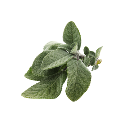 Salbei