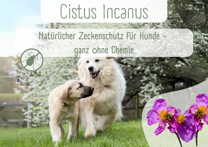 Cistus incanus für Hunde – die Zistrose in der Zeckensaison