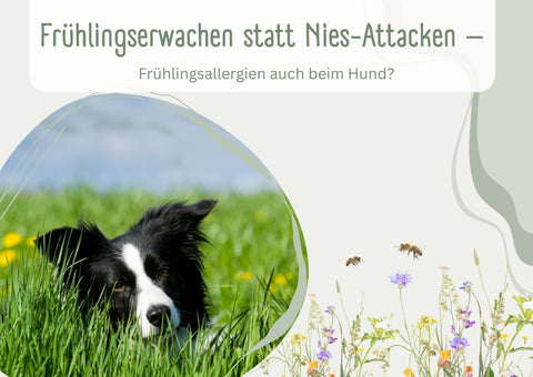 Frühlingserwachen statt Nies-Attacken – Frühlingsallergien auch beim Hund?