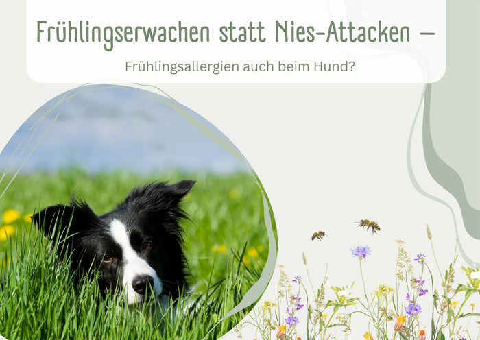 Frühlingserwachen statt Nies-Attacken – Frühlingsallergien auch beim Hund?