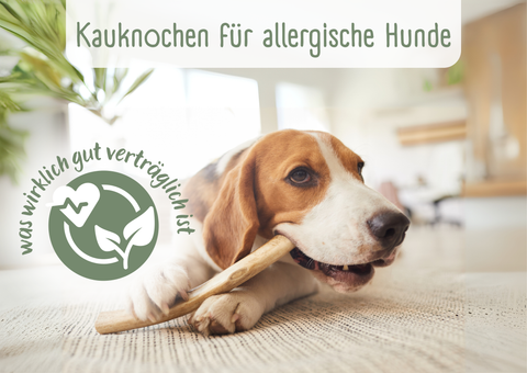 Kauknochen für allergische Hunde – was wirklich wichtig ist